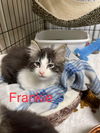 Frankie