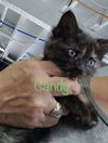 Candy