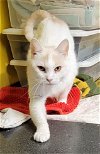 adoptable Cat in stover, MO named Prince
