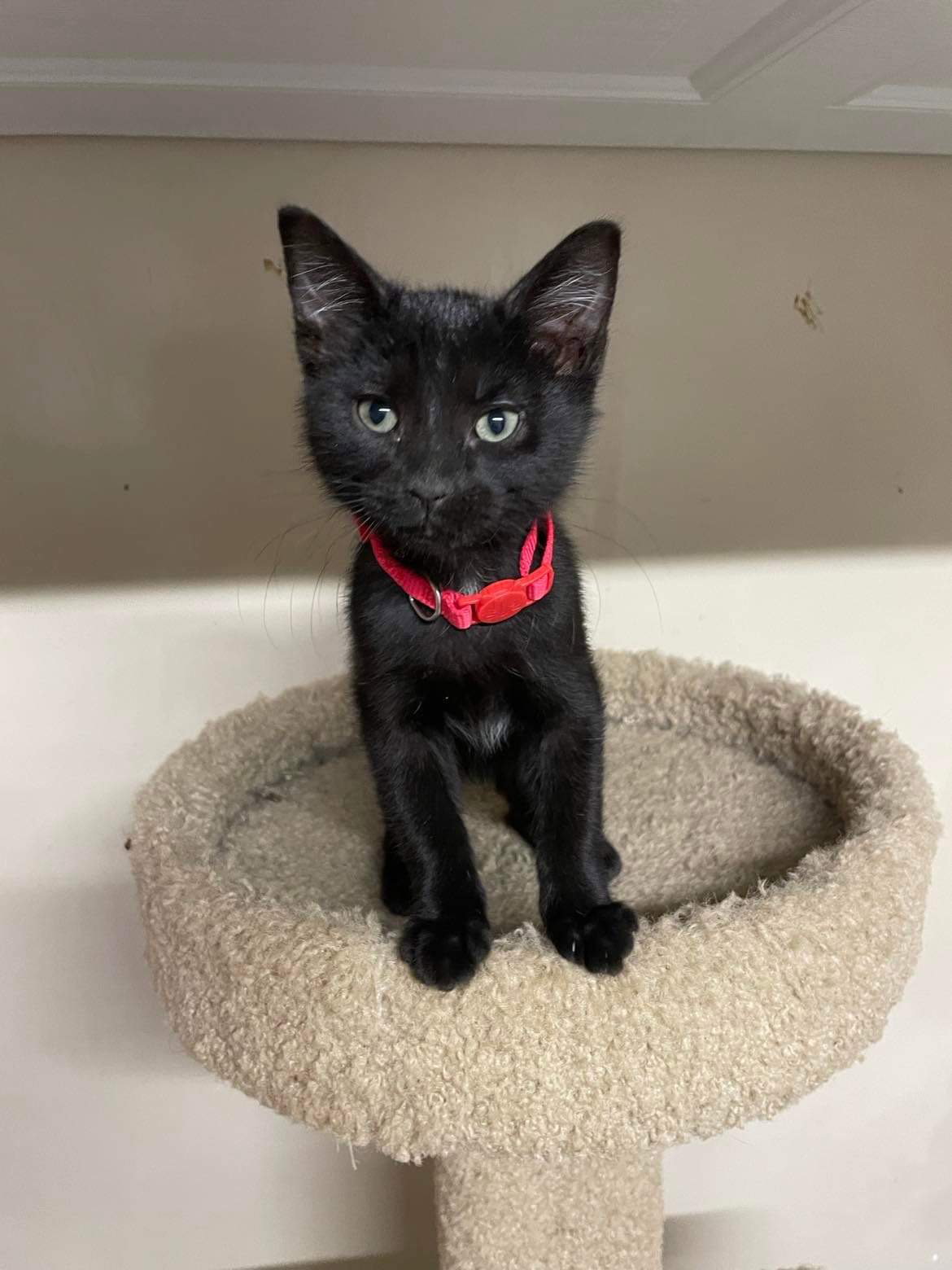 Cats for Adoption in Versailles, Missouri Alpha Paw
