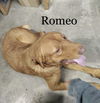 Romeo