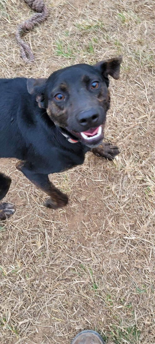 Roscoe