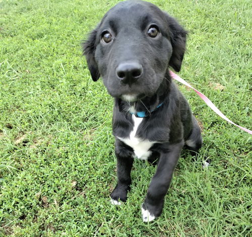 Brutus