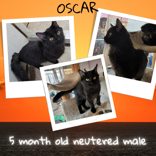 Oscar