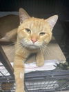 Tom
