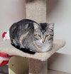 Bootsie