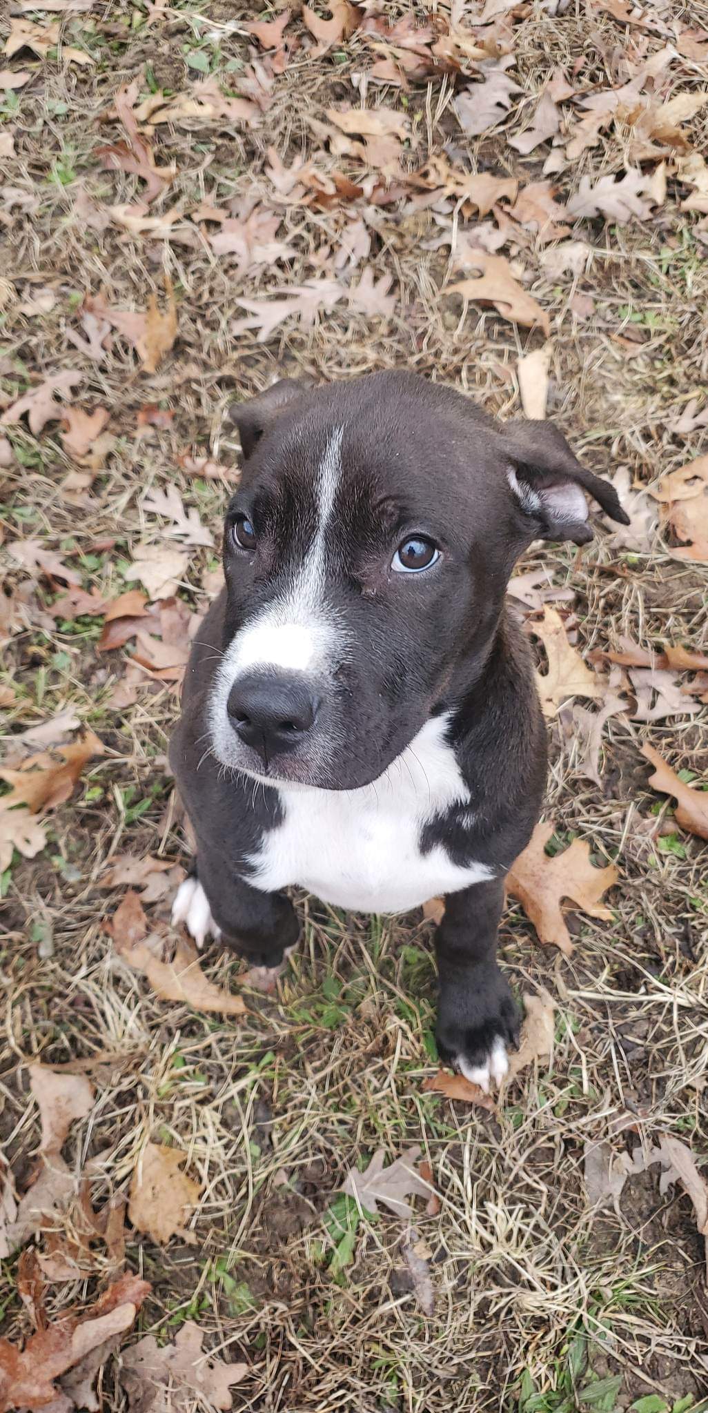 Dog for Adoption Dawson, a Hound in Sweet Springs, MO Alpha Paw
