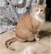 adoptable Cat in stover, MO named Wildman