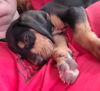 Lucy Lou
