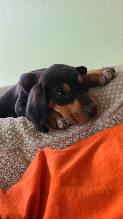 Lucy Lou