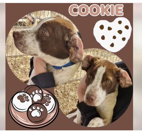 Cookie