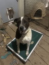 Rosco