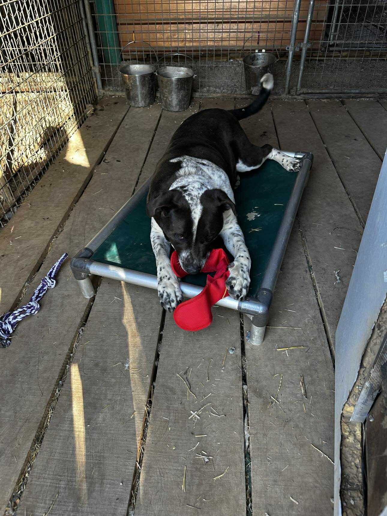 Rosco Image