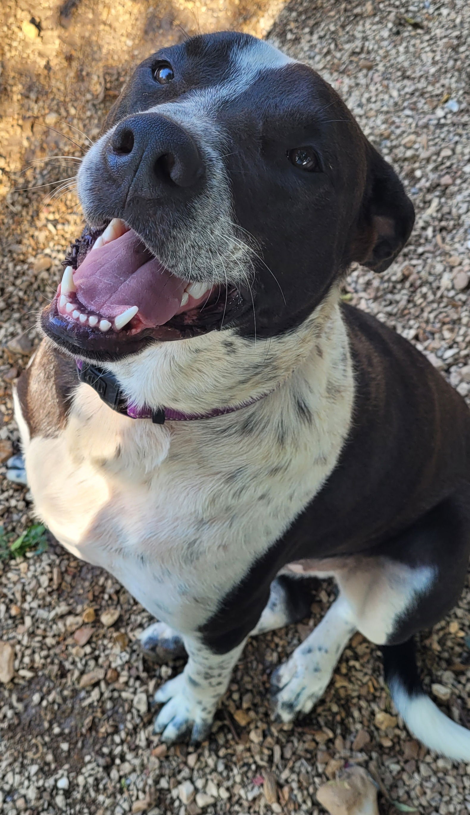 adoptable Dog in Stover, MO named Rosco