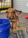 Indie