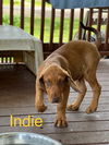 Indie