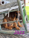 Jazz