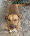 adoptable Dog in Stover, MO named Juliett