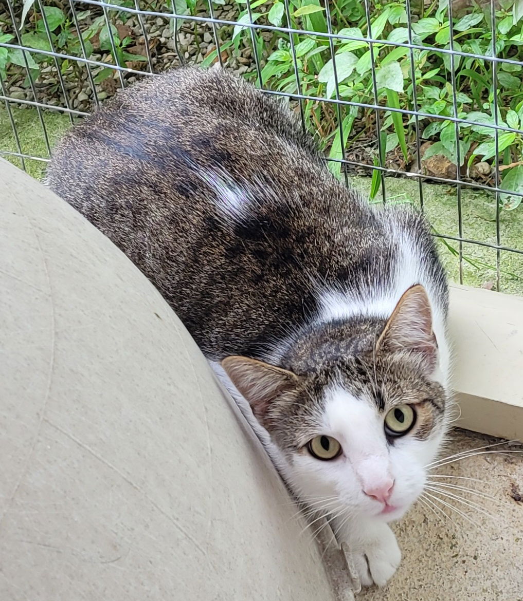 adoptable Cat in Stover, MO named Flynn