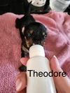 Theodore