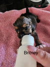 Britney