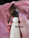 Simon