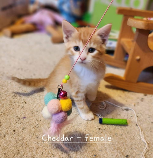 Cheddar