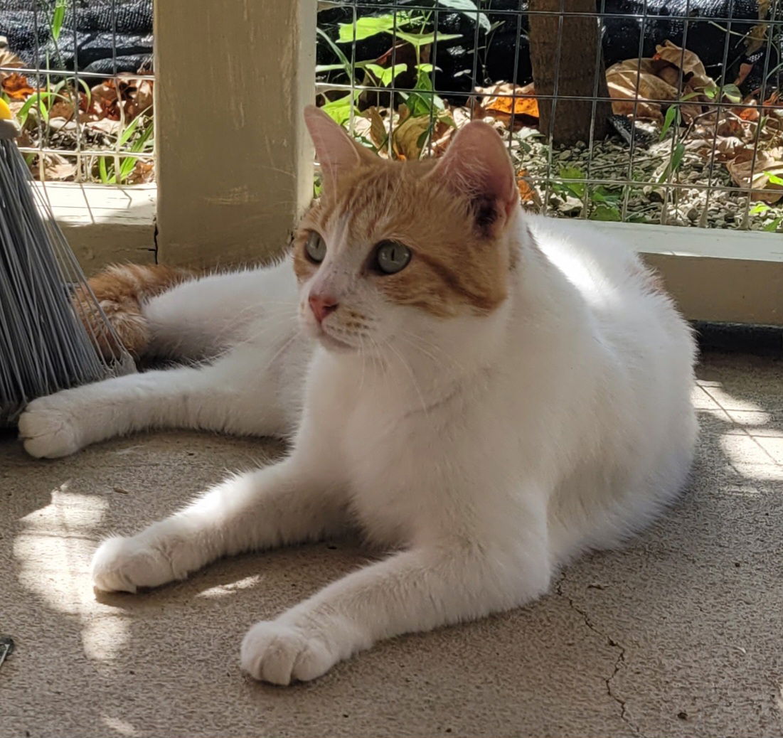 adoptable Cat in Stover, MO named Brie