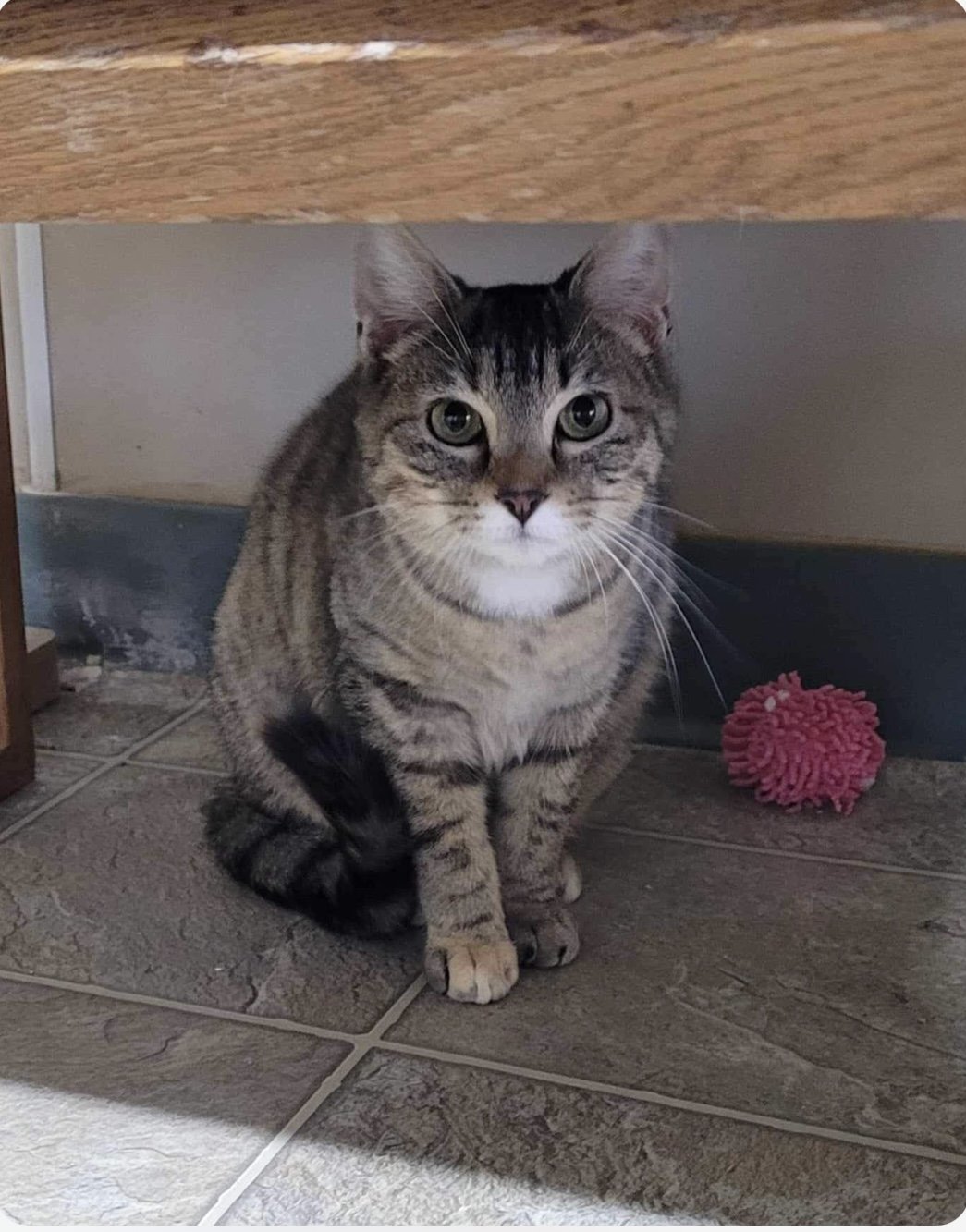 adoptable Cat in Stover, MO named Marble