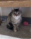 adoptable Cat in , MO named Marble