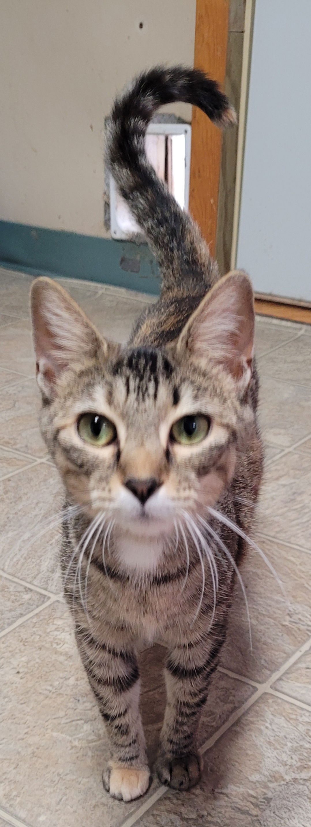 adoptable Cat in Stover, MO named Marble