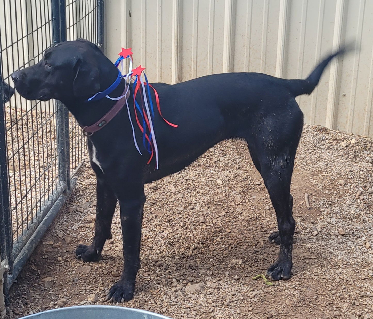 adoptable Dog in Stover, MO named Betty