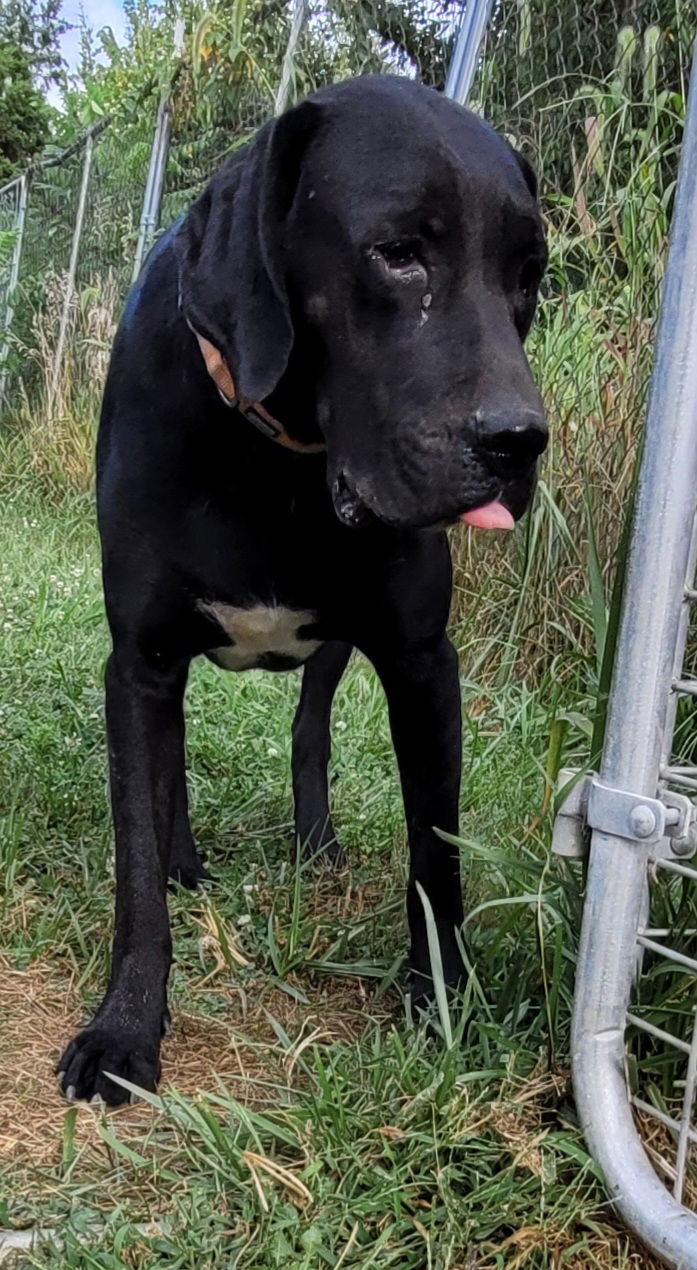 adoptable Dog in Stover, MO named Comet