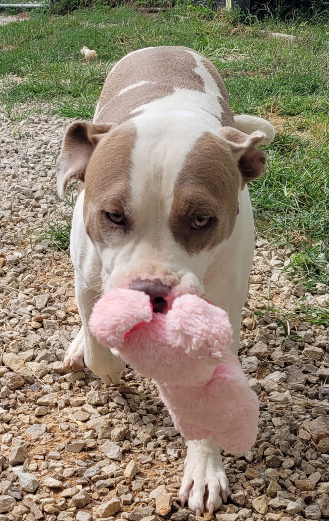 adoptable Dog in Stover, MO named Hip