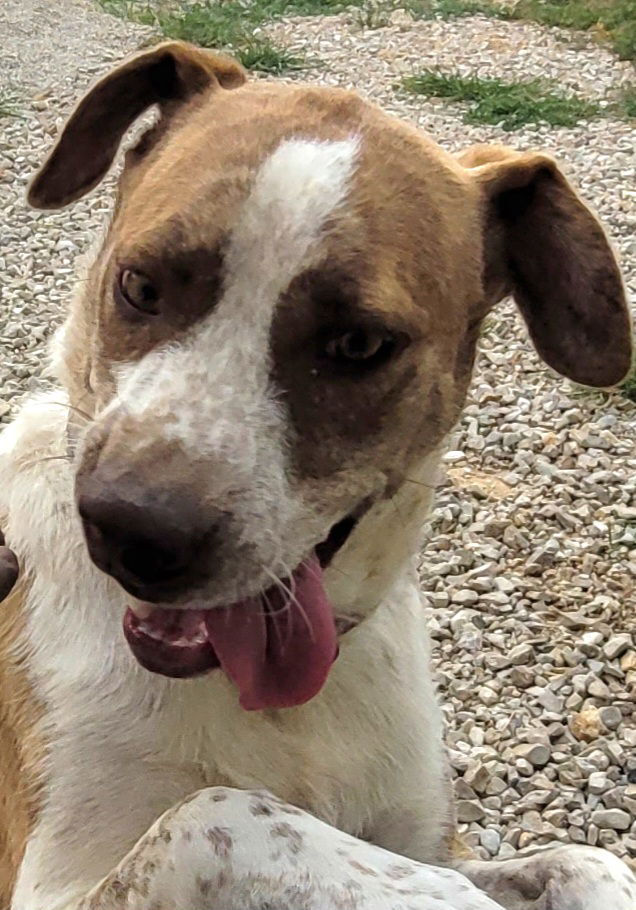 adoptable Dog in Stover, MO named Pip