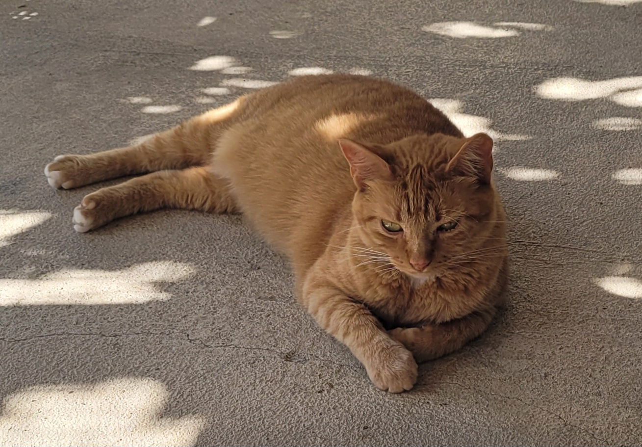 adoptable Cat in Stover, MO named Goldie