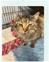 adoptable Cat in , MO named Lilly