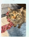 adoptable Cat in , MO named Lilly