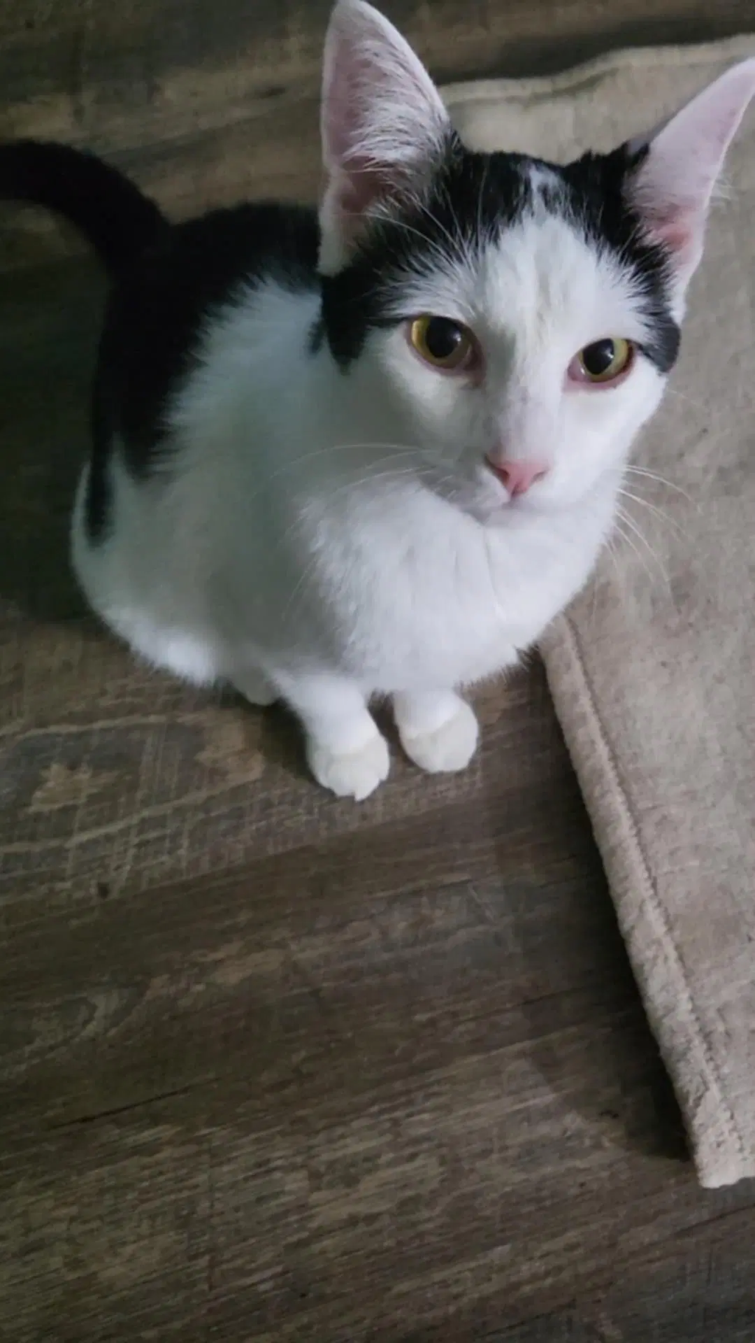 Cece image 3