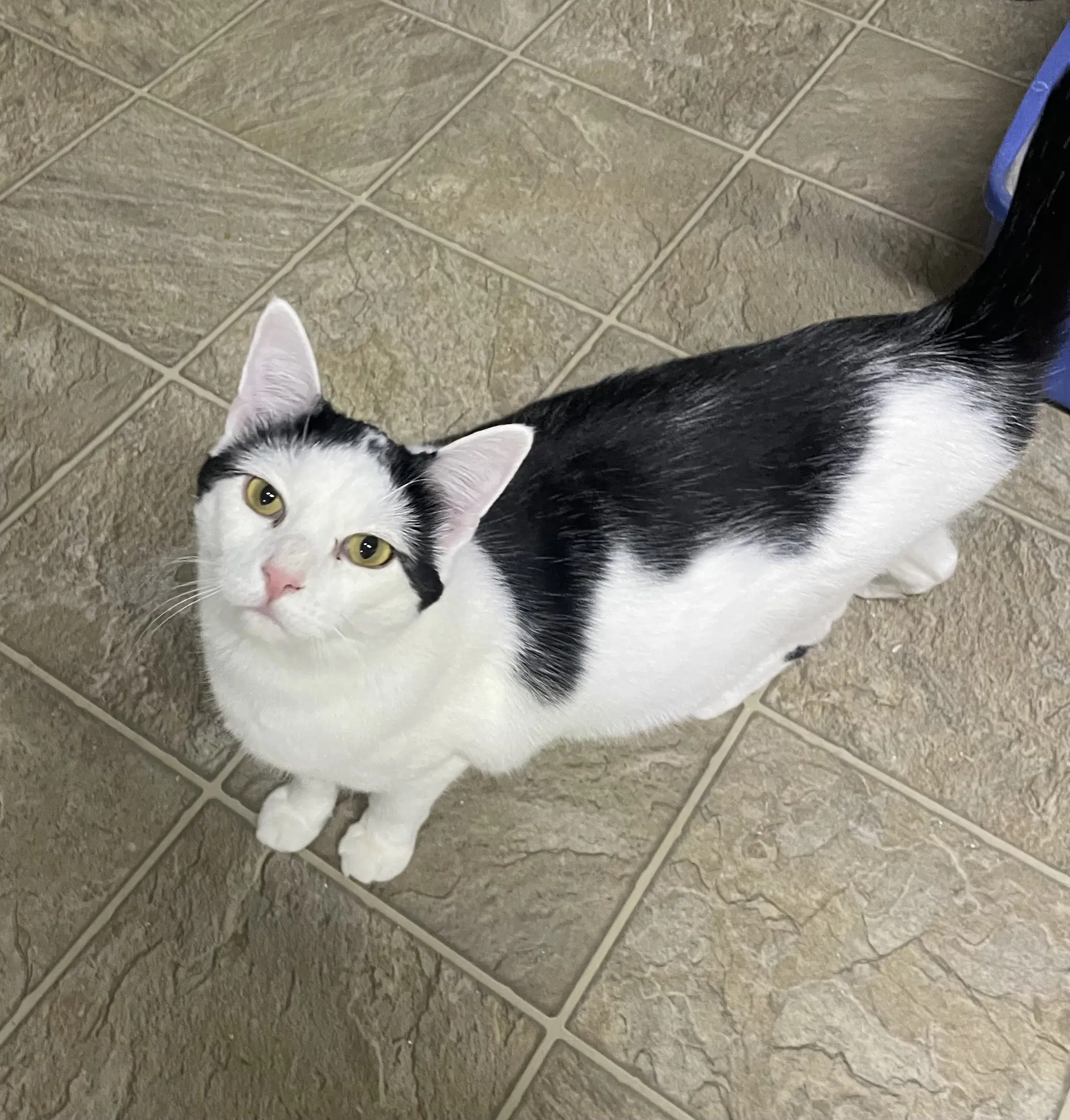 Cece - Domestic Short Hair