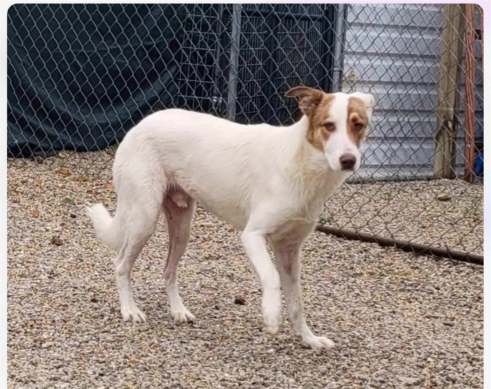 adoptable Dog in Stover, MO named Oakley