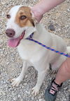 adoptable Dog in Stover, MO named Oakley