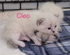 Cleo