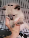 Silas