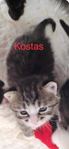 Kostas