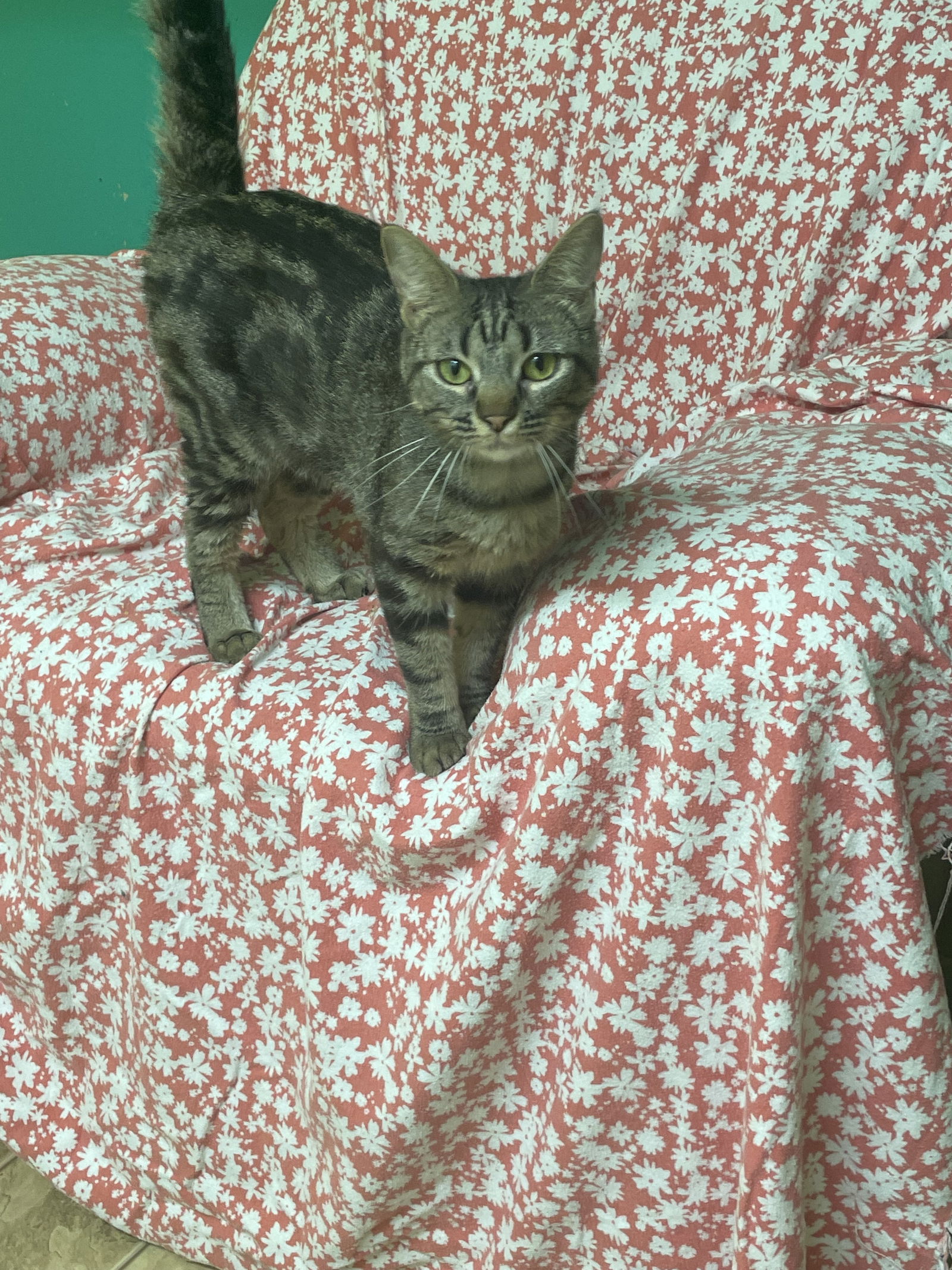 adoptable Cat in Stover, MO named Jessie