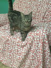 adoptable Cat in stover, MO named Jesse