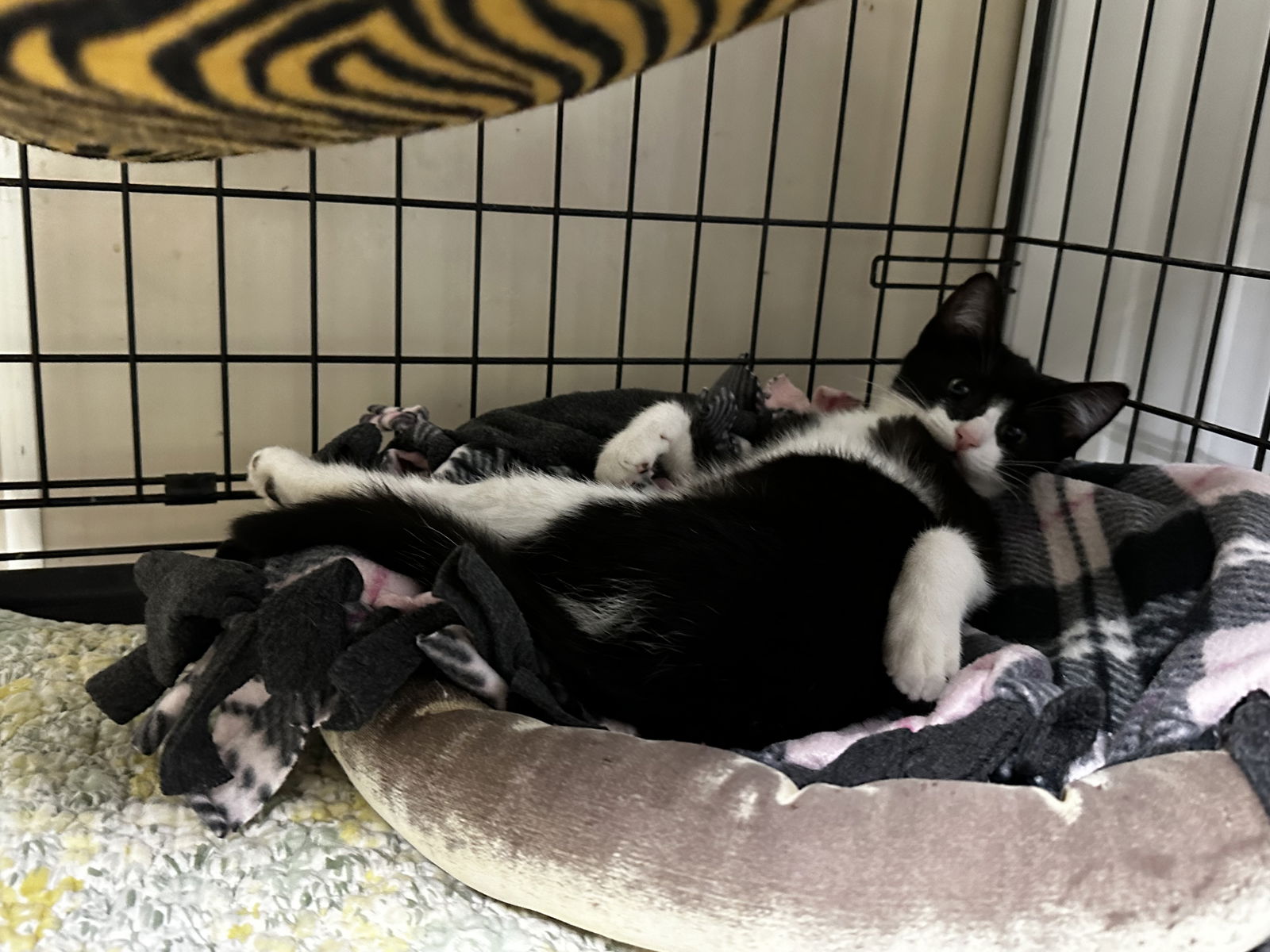 adoptable Cat in Stover, MO named Oreo