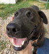 adoptable Dog in , MO named Fudge