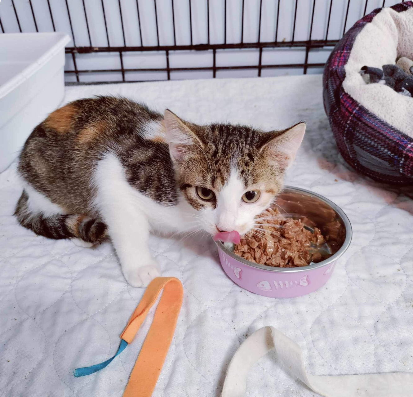 adoptable Cat in Stover, MO named Snickers